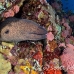 moray_giant_bb_lc_h_0207_kom2556.jpg